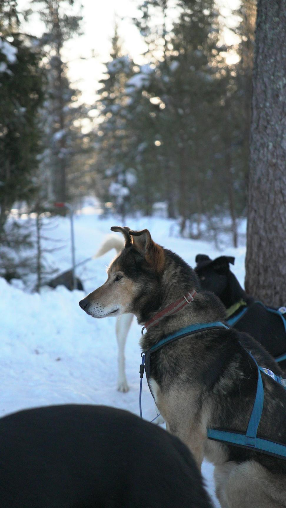 Dog sledding
